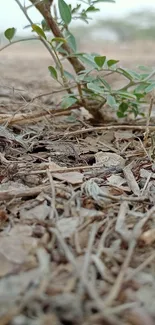 Close-up view of twigs and small green plant on earthy ground.