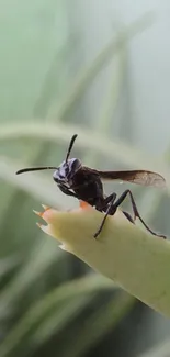 Close-up of a wasp on a green succulent leaf with a blurred background.