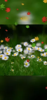 Daisy flowers on green grass with colorful autumn leaves floating above.