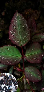 Dewy leaves with a sparkling diamond set on earthy background.