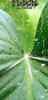 Close-up of green leaves with water droplets.