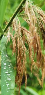 Close-up of dew-covered grass and leaves in nature.