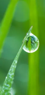 Dew drop on a fresh green leaf with vibrant natural colors.