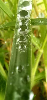 Close-up of dewdrops on a green leaf, creating a serene and refreshing ambiance.