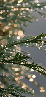 Dew-covered pine branch with bokeh background.