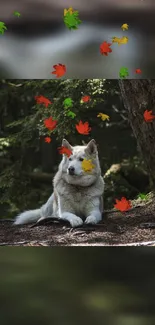 Dog in forest with colorful autumn leaves.