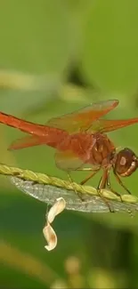 Close-up of a dragonfly resting on green foliage.