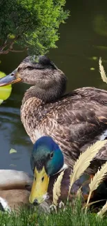 Mobile wallpaper of ducks by a lush green pond with lily pads.