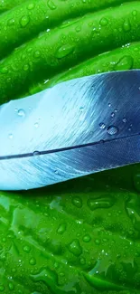 Green leaf wallpaper with a detailed feather and dew drops.