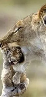 Nature Felidae Carnivore Live Wallpaper