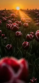 Nature Flower Plant Live Wallpaper