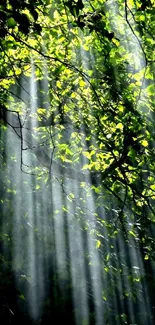 Sunlight filtering through forest canopy illuminating leaves.