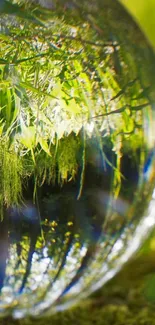 Glass sphere reflecting lush green nature scene.