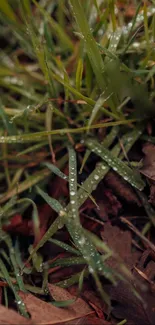 Dew drops on green grass and leaves, nature wallpaper.