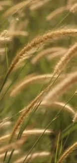 Swaying tall grass mobile wallpaper with earthy beige tones.