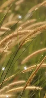 Golden grasses with sparkles in a lush green field wallpaper.