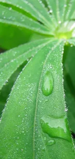 Close-up of a green leaf with dew on a mobile wallpaper.