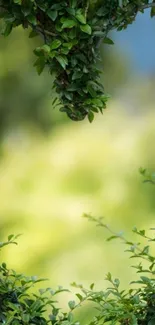 Calming green leaves and blurred background in nature wallpaper.