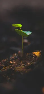 A young seedling sprouting in dark rich soil, representing growth and renewal.