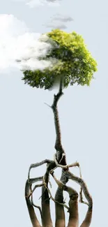 Artistic nature wallpaper with a tree growing from a hand.