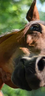 Close-up of a horse with a green forest background.