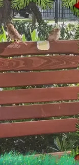 Sparrows on a wooden fence with a festive evergreen and red ornament frame.