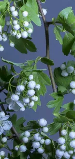 Leafy green branches with white blossoms against a blue background.