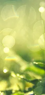 Nature-inspired green bokeh wallpaper with light effects and leafy textures.