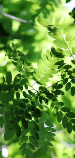 Vibrant green leaves illuminated by sunlight, creating a serene natural wallpaper.