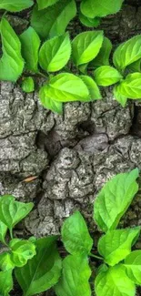 Fresh green leaves on rough bark mobile wallpaper.