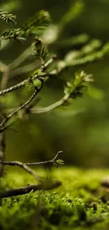 Nature wallpaper with lush green branches.