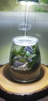 Terrarium with vibrant green plants enclosed in a glass jar on a wooden slice base.