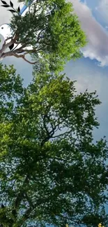 A beautiful green tree against a clear blue sky wallpaper.