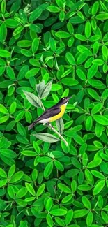 Yellow bird on a vibrant green leaf background wallpaper.