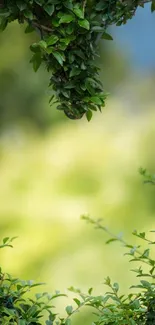 Lush leaf frame with serene green landscape backdrop.