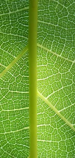 Close-up of green leaf veins creating a natural pattern.