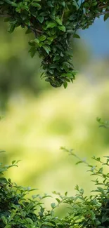 Leafy heart-shaped frame in green nature wallpaper for mobile.