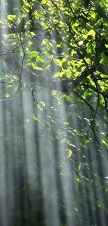 Sunlight filtering through green leaves in a forest scene.