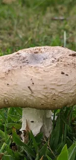 Close-up mushroom in green grass wallpaper.