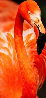 Nature Orange Bird Live Wallpaper