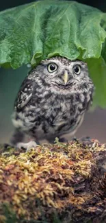 Cute owl under a green leaf in forest.