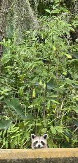 Raccoon peeking through lush green forest.