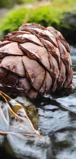 Close-up of a pine cone on a rocky stream with moss.