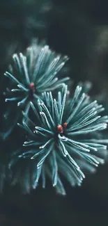 Close-up of a pine tree with green needles, providing a serene nature wallpaper.