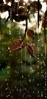 Hanging leaves with rain droplets in sunlight.