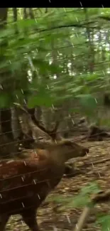 Majestic deer in a lush rainforest with gentle rain.