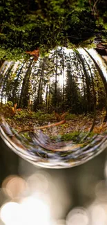 Mobile wallpaper with forest reflection in a crystal ball.