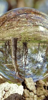 Reflection of trees in a glass sphere in the forest.