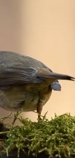 Close-up of bird on green moss, earthy tones.