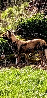 Dog standing in lush, green forest landscape.